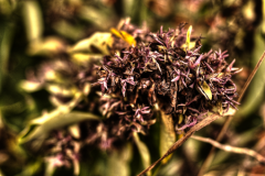 PhotosNature12