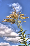 PhotosNature20