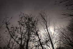 PhotosNature29