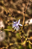 PhotosNature8